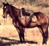 Horseriding in Barberton